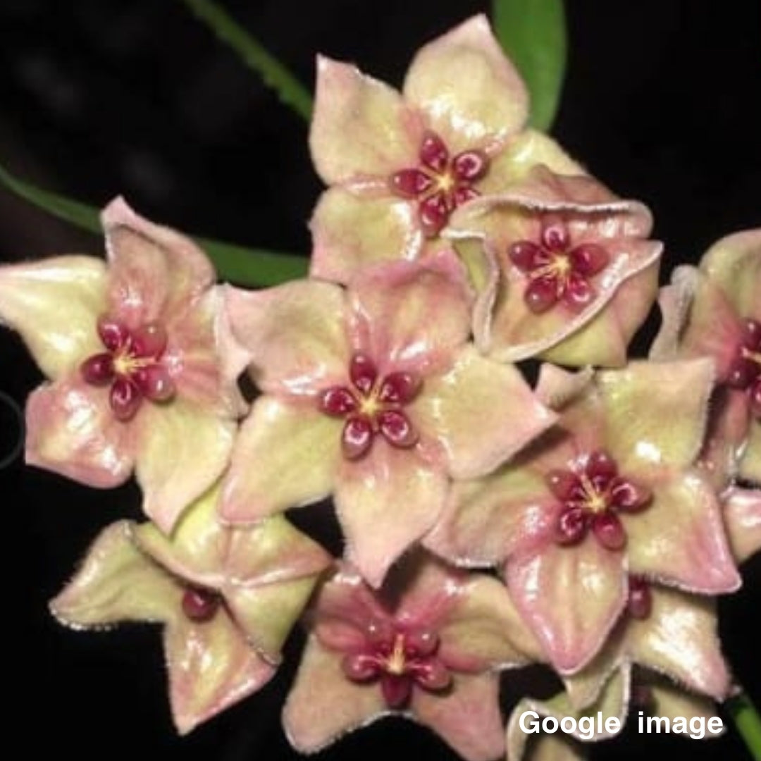 Hoya Cholrantha Var Tutuilensis (PRE-ORDER)-JULY074