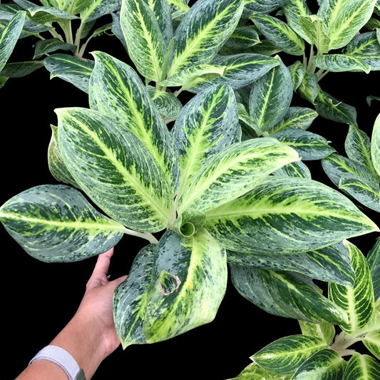 Aglaonema Limon Lime (Honey Lemon) (PRE-ORDER) - JAN075