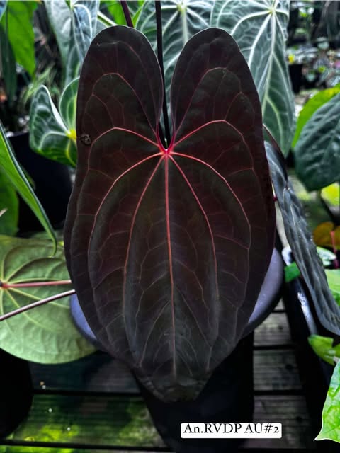 Anthurium BVEP (Scott Cohen) x RVDP AU #2