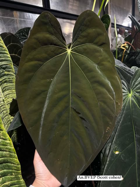 Anthurium BVEP (Scott Cohen) x RVDP AU #2