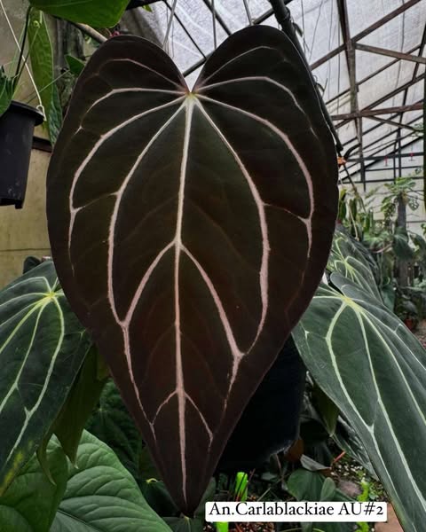 Anthurium Carlablackiae AU #2 x Ace of Velvet Phoenix