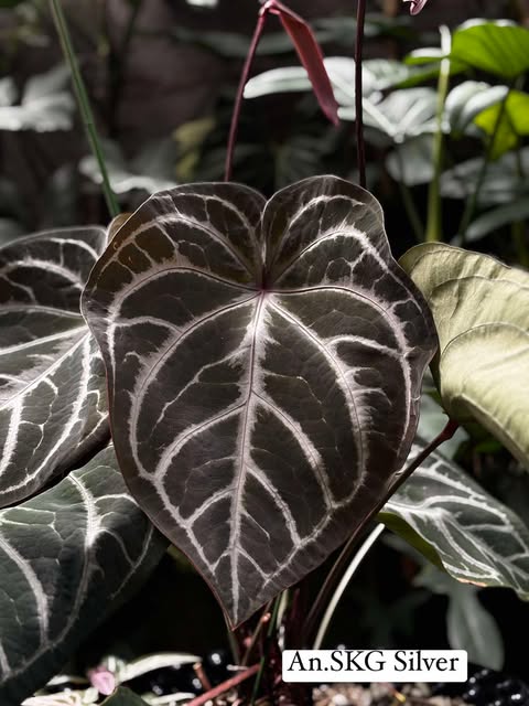 Anthurium SKG Silver x (Michelle x Zara No.62)