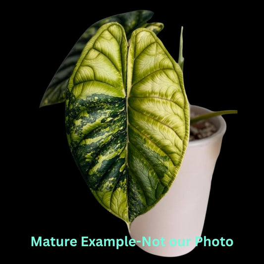 Alocasia Dragon Scale Aurea Var (9cm Pot) - Pre Order JU81