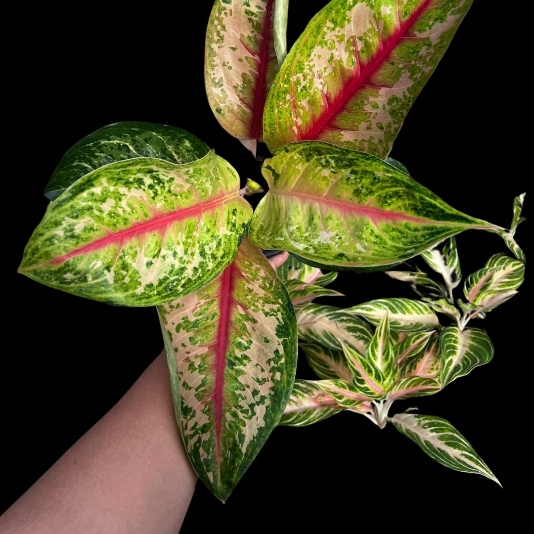 Aglaonema Lion king (PRE-ORDER) - JAN076