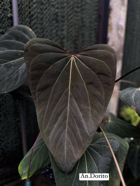 Anthurium Carlablackiae AU #2 x Dorito
