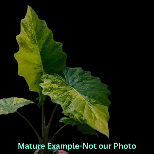 Alocasia Portora Aurea Var - Pre Order JU80