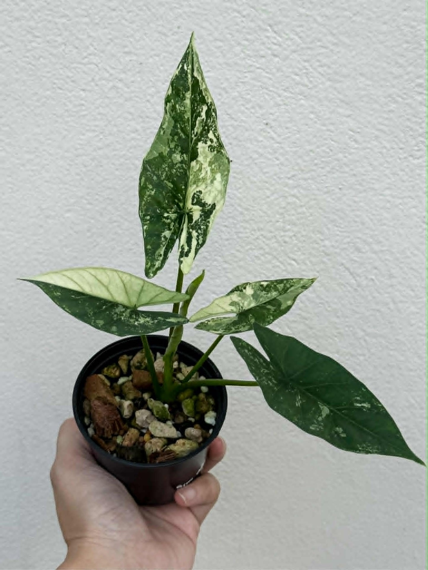 Alocasia Simpo Albo - Pre Order
