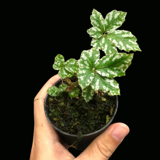 Begonia Hemsleyana (PRE-ORDER)-JUL077