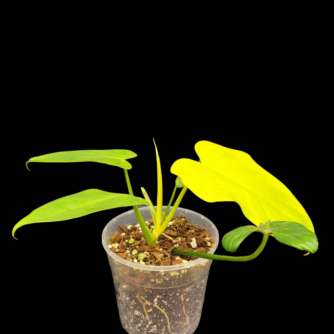 Philodendron Golden Violin-24592