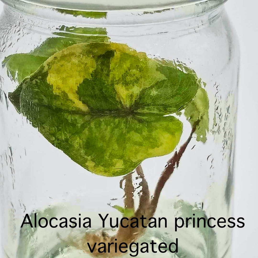 Alocasia Yucatan Princess Variegated (PRE-ORDER)-TC52