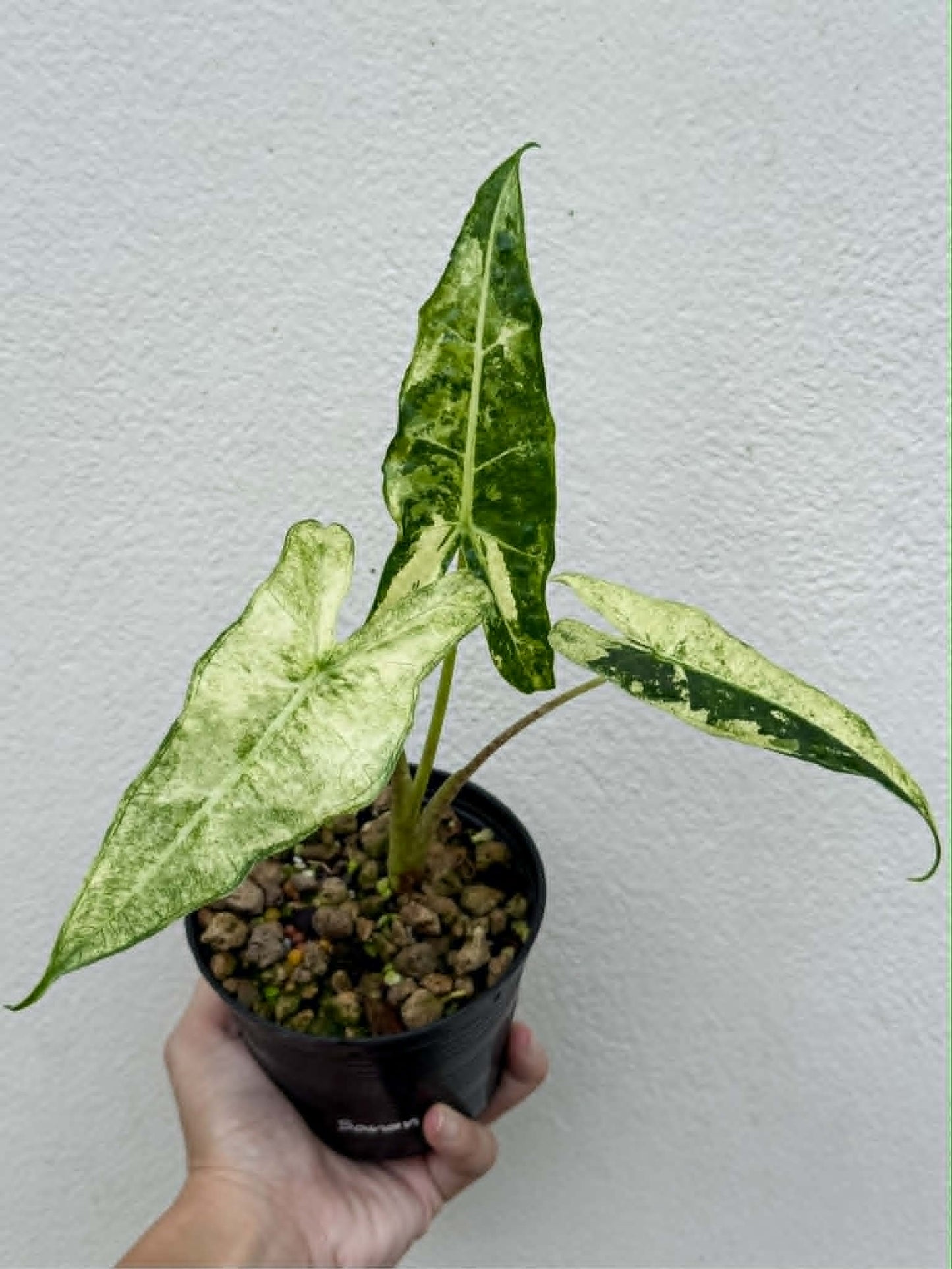 Alocasia Sarian Albo - Pre Order