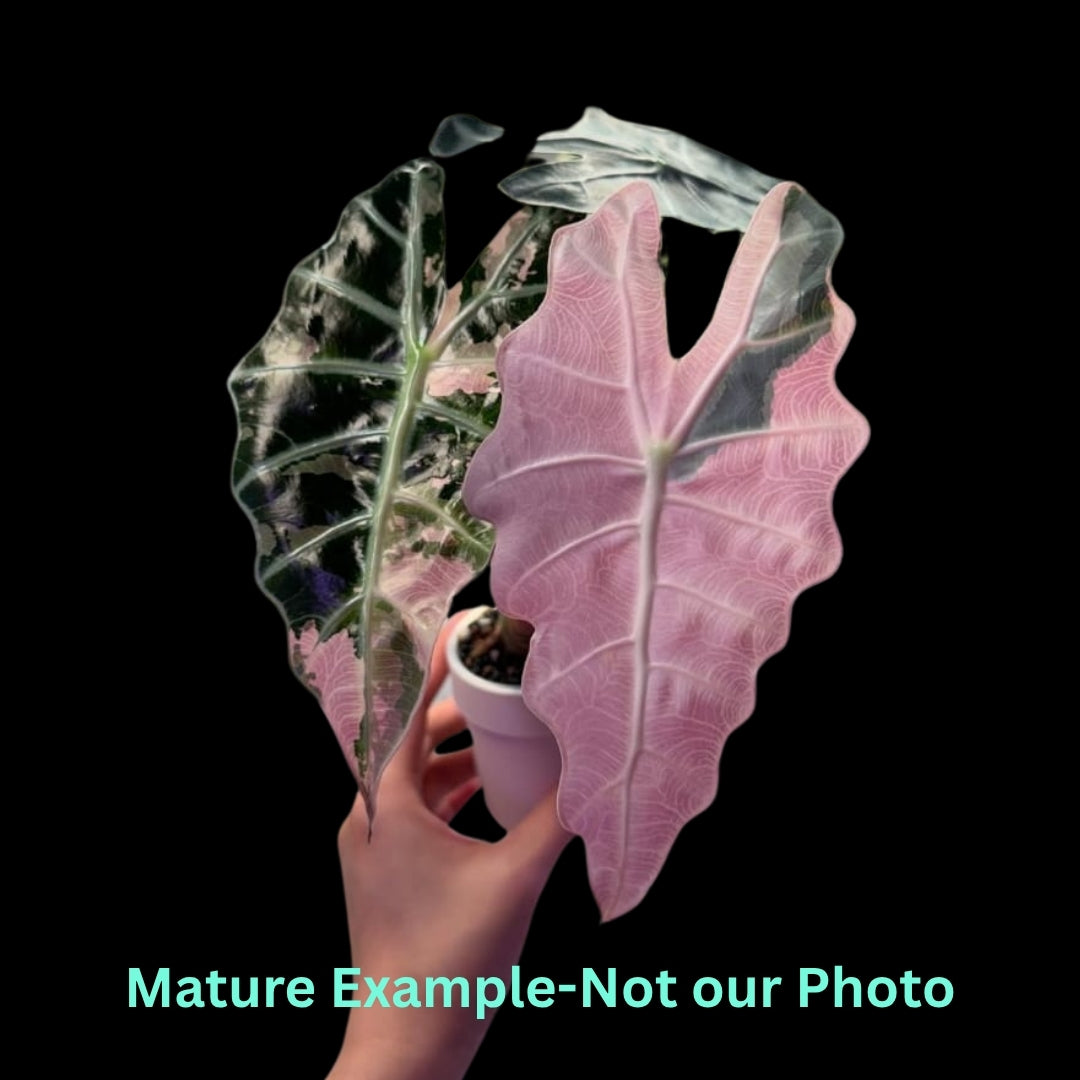 Alocasia  Polly Snowflake Pink Var (9cm Pot) - Pre Order JU82