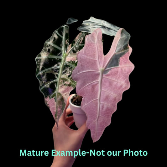 Alocasia  Polly Snowflake Pink Var (9cm Pot) - Pre Order JU82