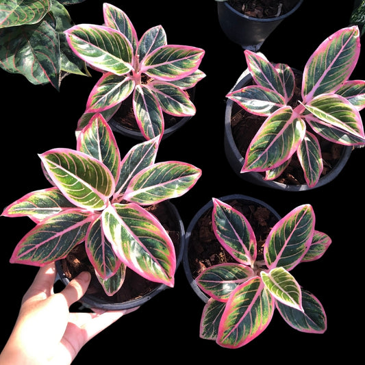 Aglaonema Lotus Delight (PRE-ORDER) - JAN078