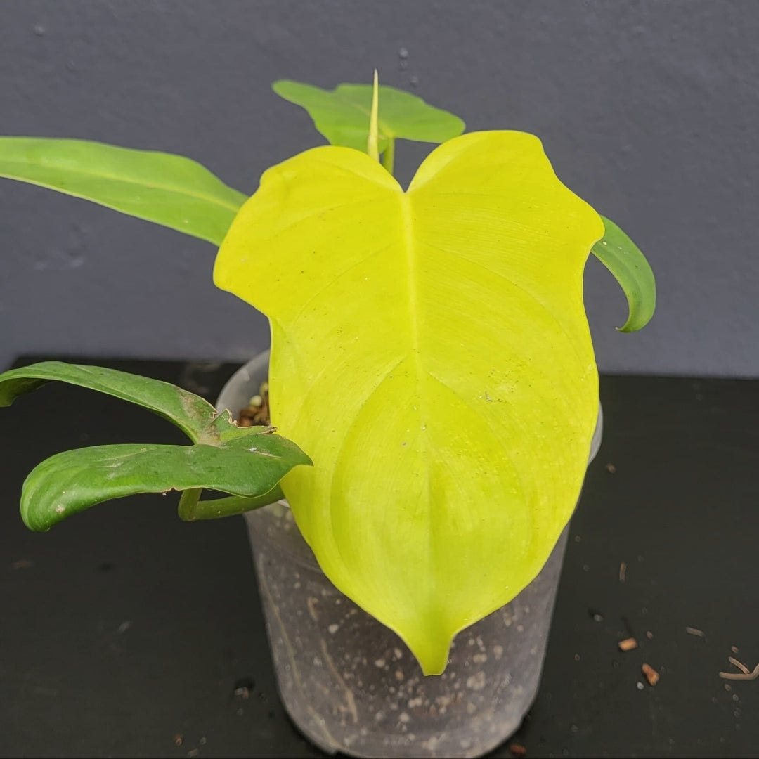 Philodendron Golden Violin-24592