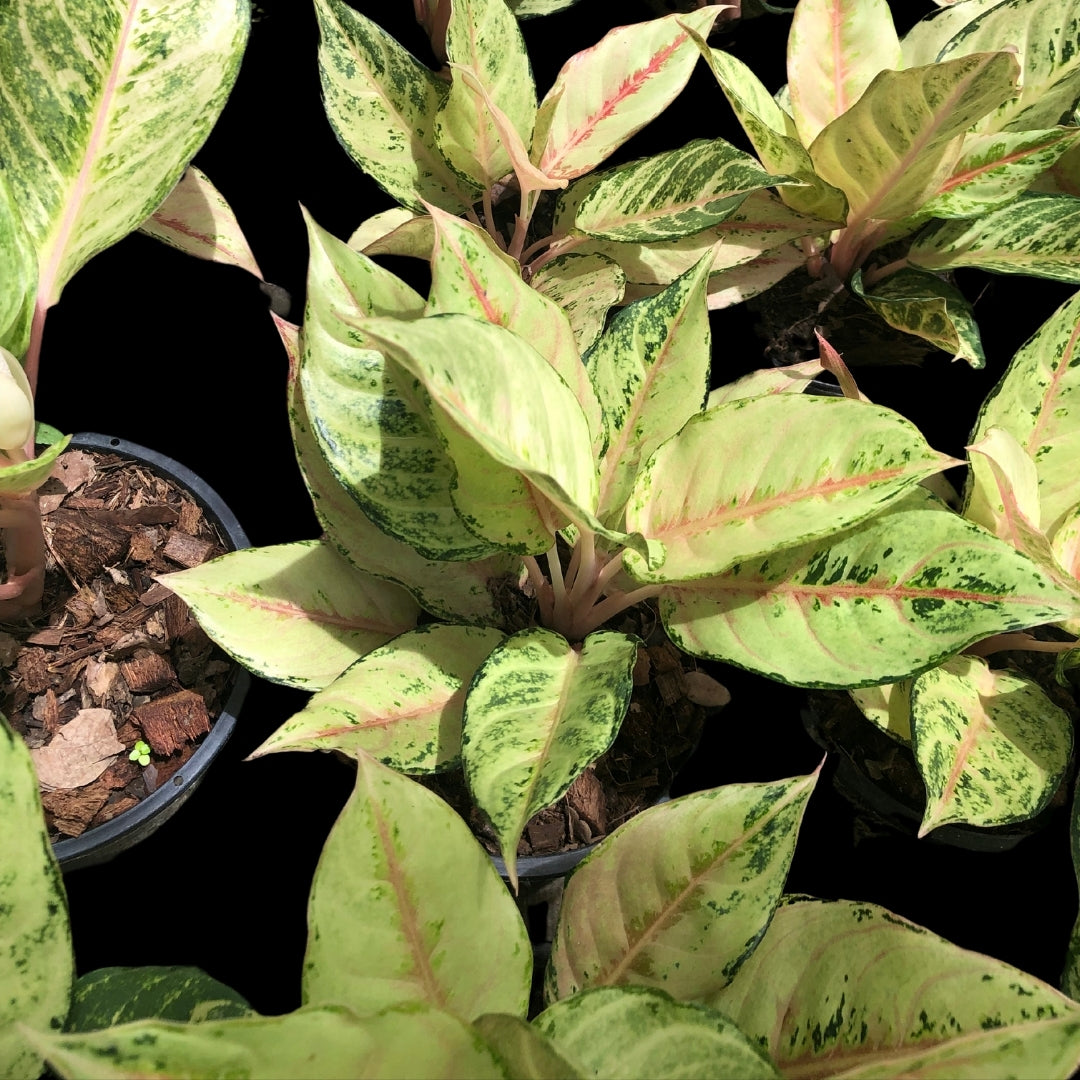 Aglaonema Lucky (PRE-ORDER) - JAN079