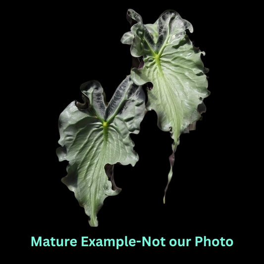 Alocasia Venom (9cm Pot) - Pre Order JU84