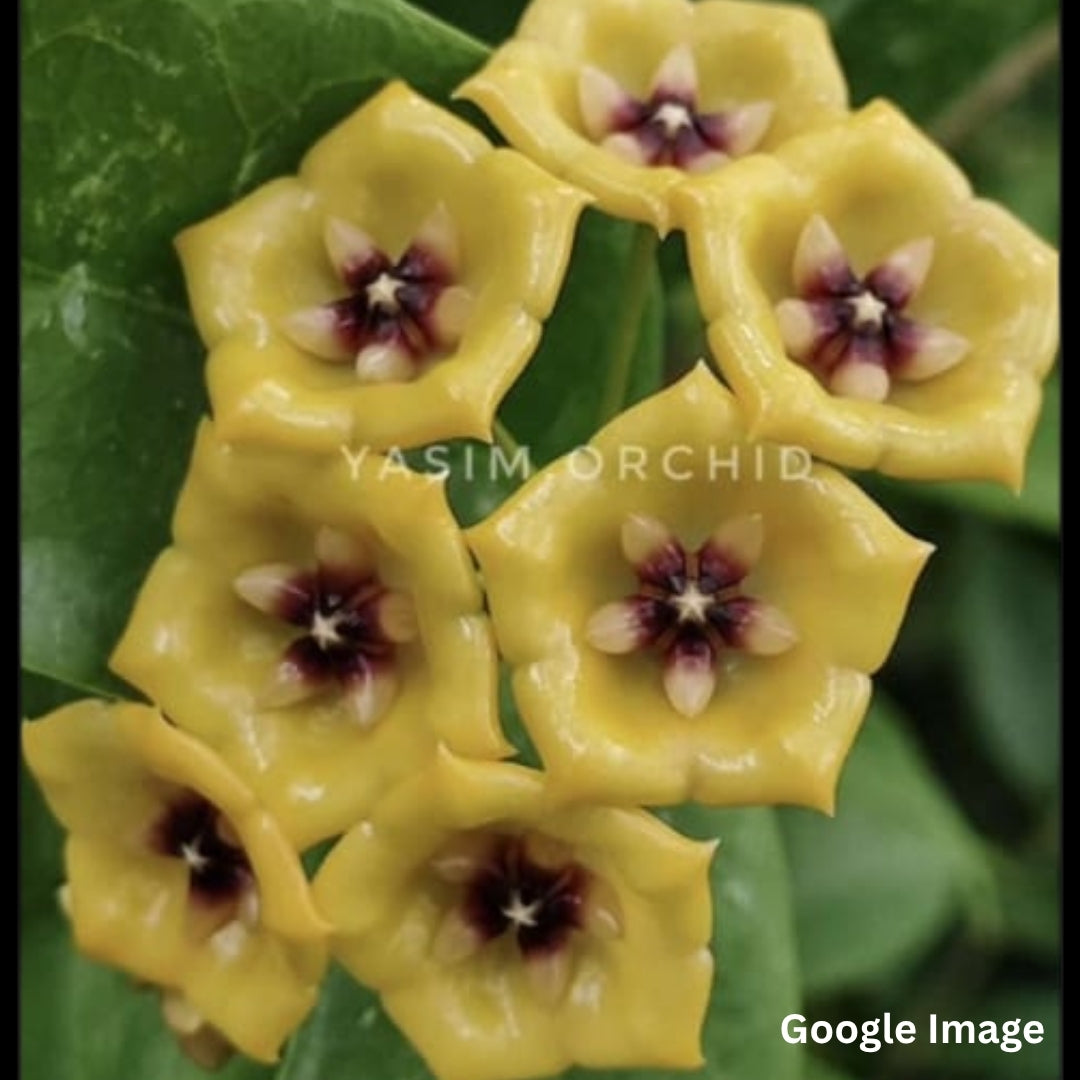 Hoya Burno Queen (Medium) PRE-ORDER-JULY079