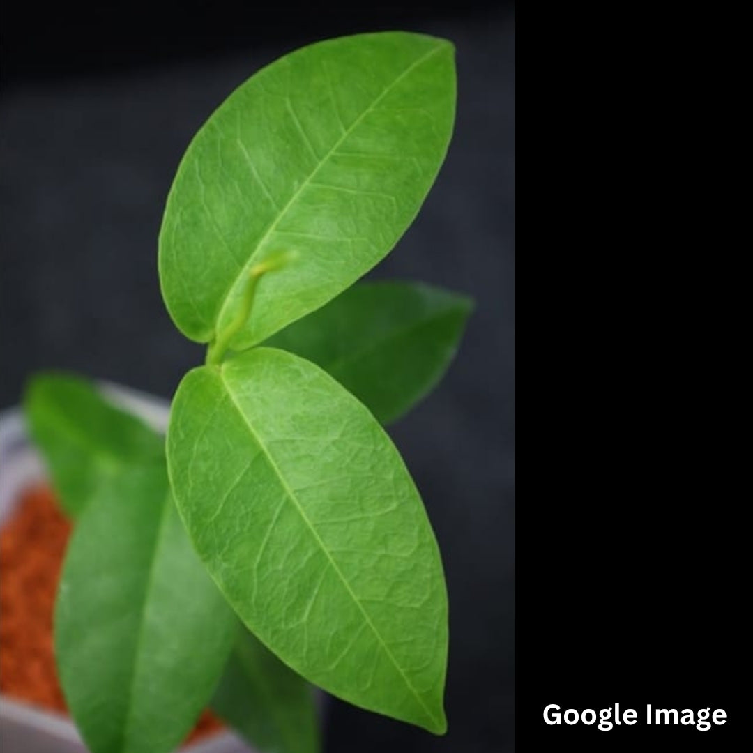 Hoya Burno Queen (Medium) PRE-ORDER-JULY079