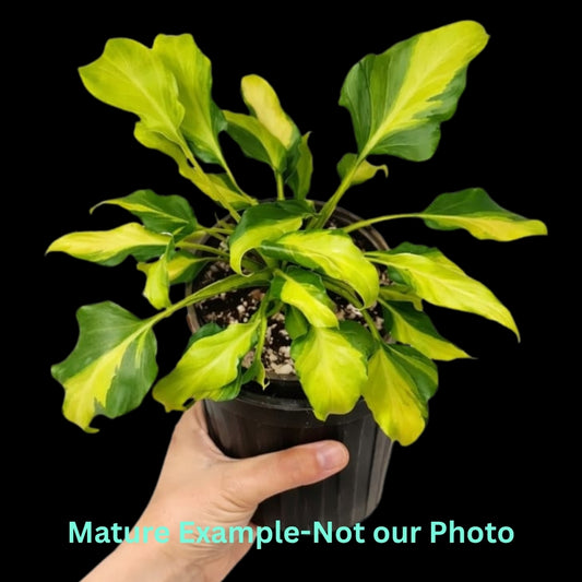 Philodendron Xanadu Aurea Var (9 cm pot) - Pre Order JU7