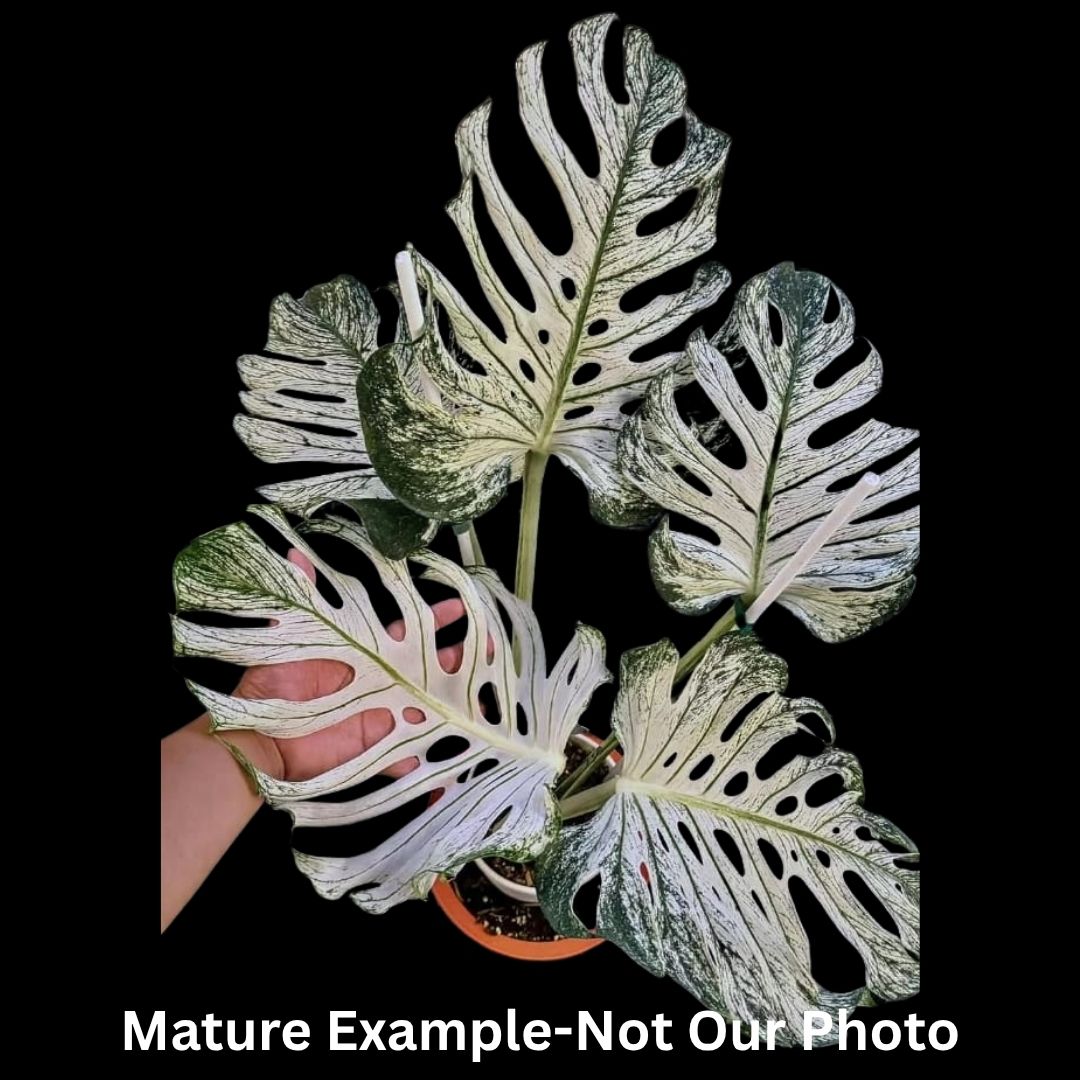 Monstera Deliciosa  Devil Monster Tissue Culture (PRE-ORDER) -TC0101