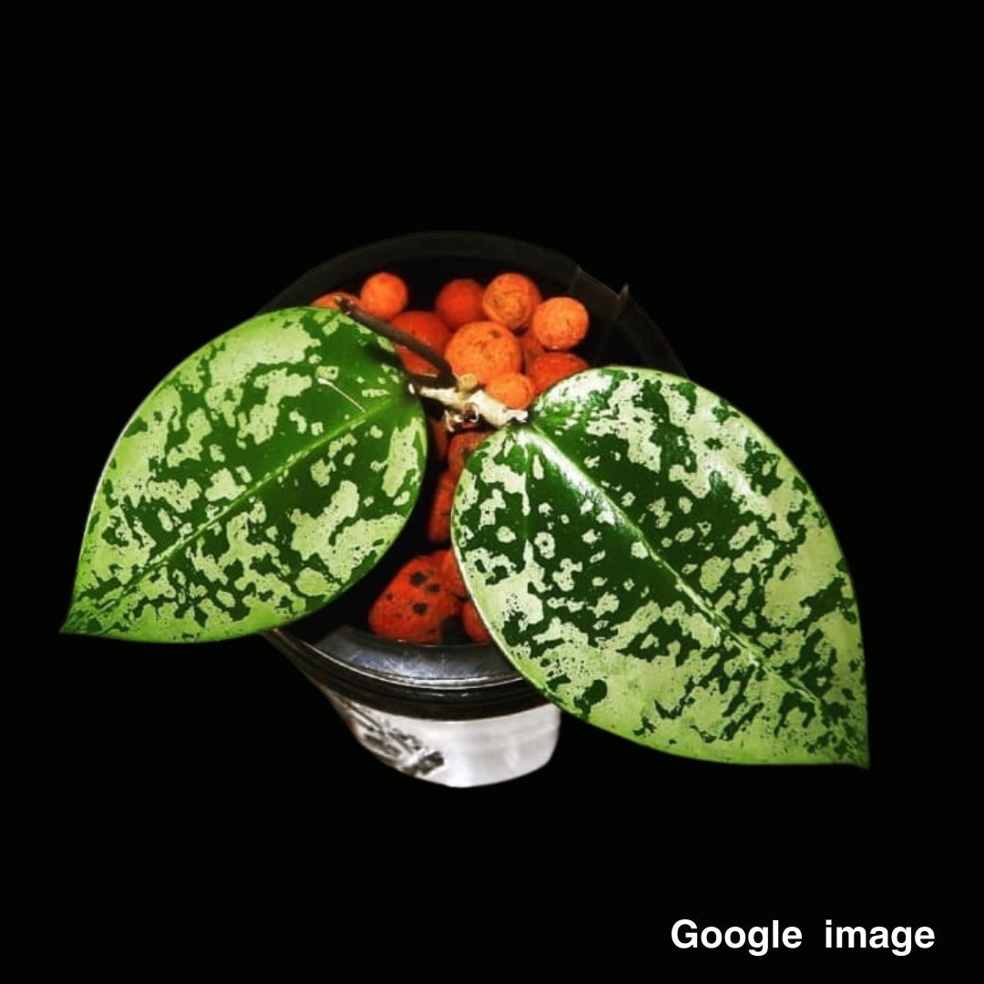 Hoya Acuta Splash (Large) PRE-ORDER-JULY007
