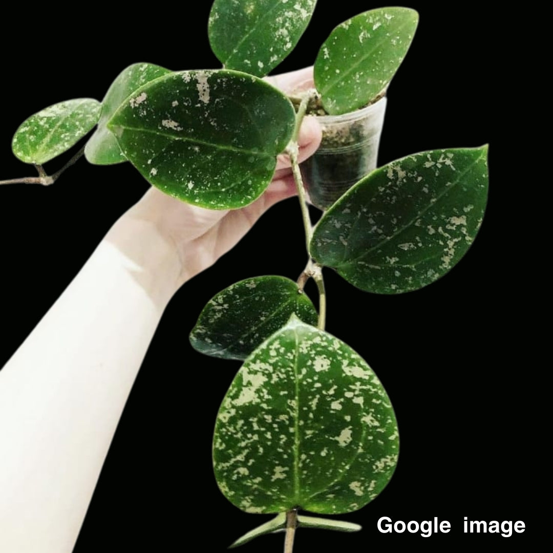 Hoya Acuta Splash (Large) PRE-ORDER-JULY007
