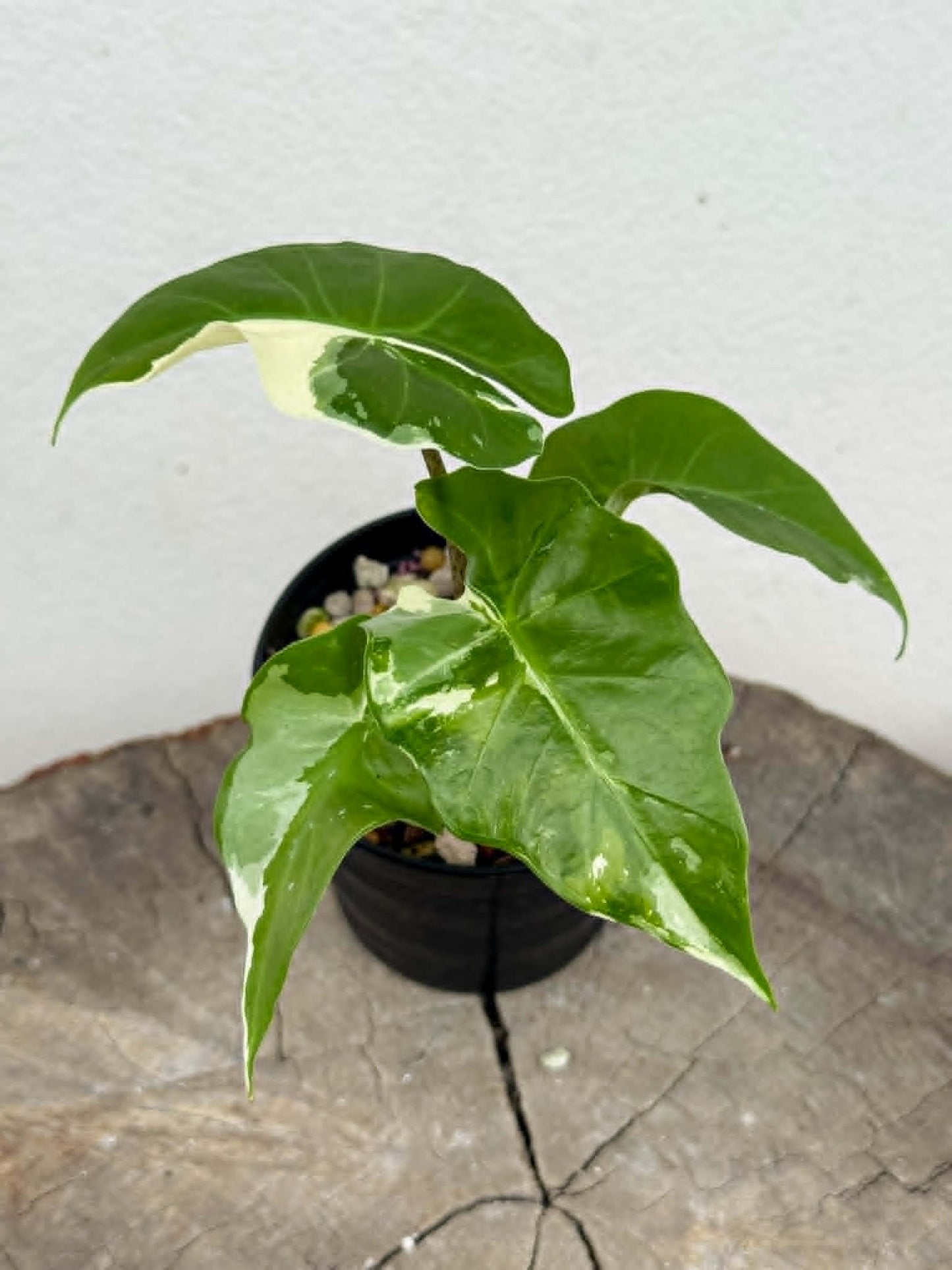 Alocasia Low Rider Albo - Pre Order