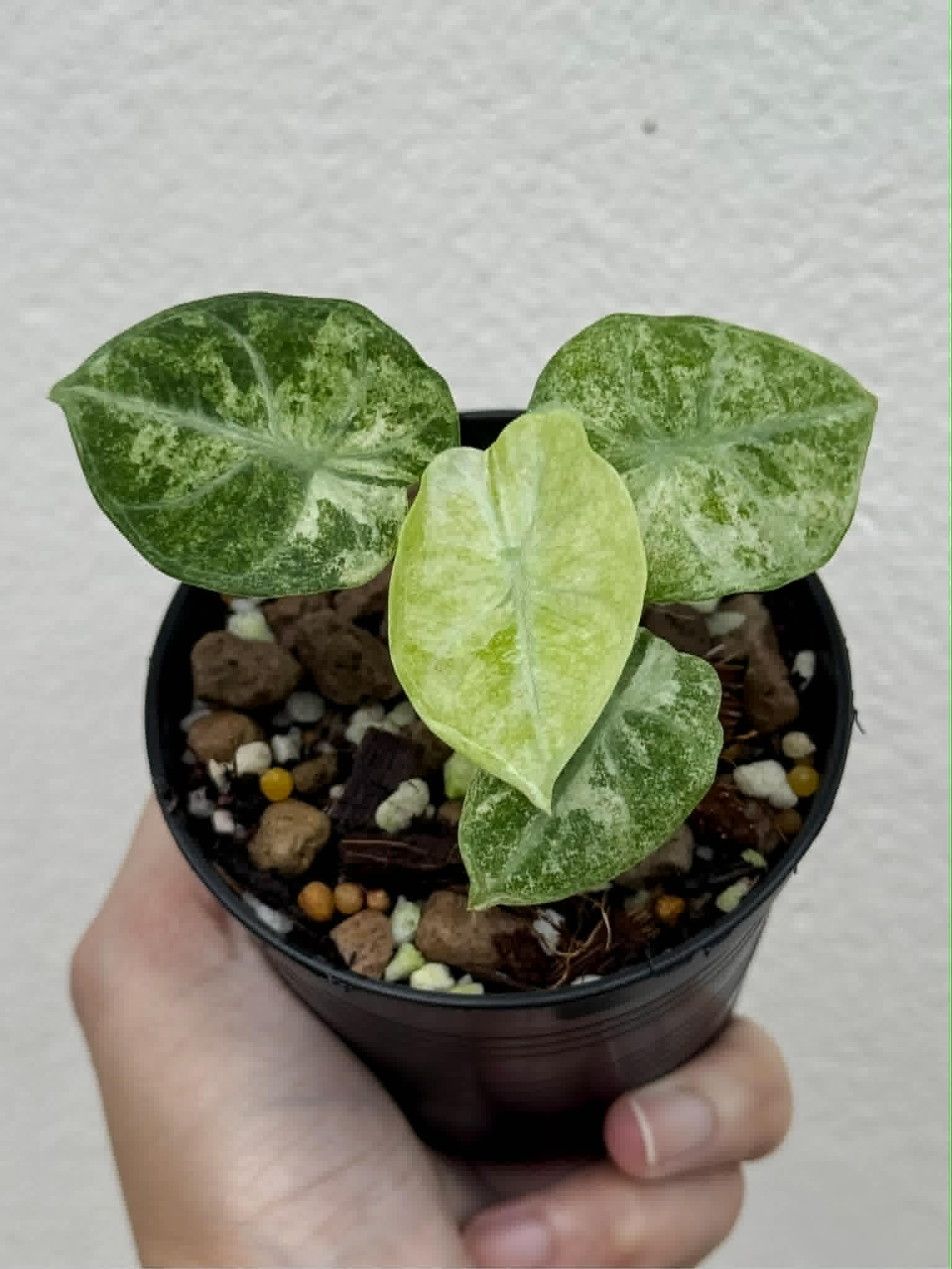 All Plants – Page 22 – Fuzzy Roots