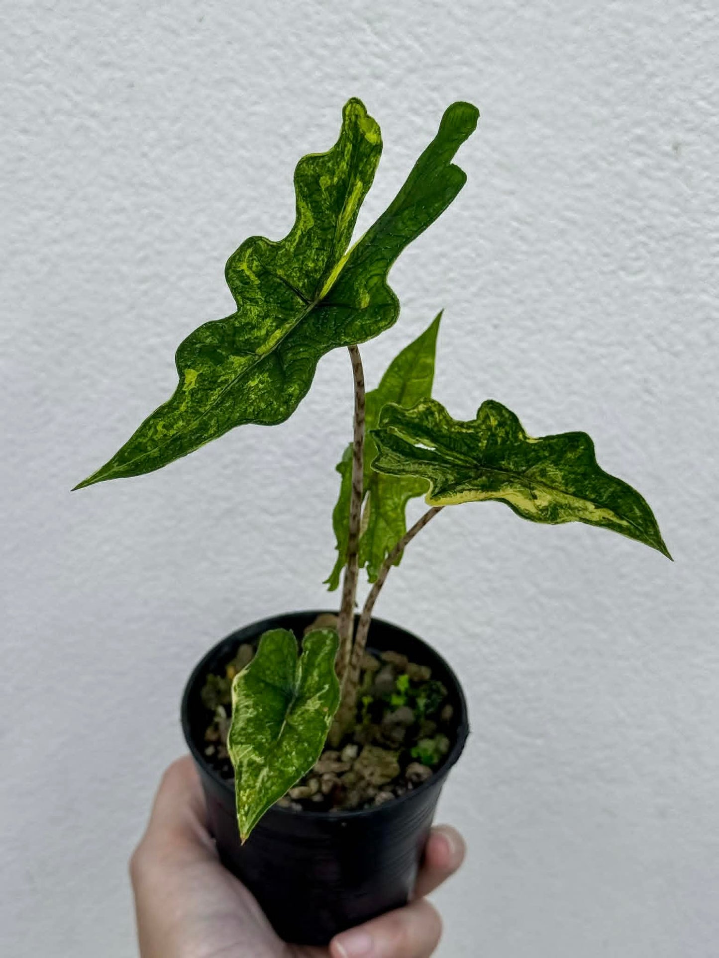 Alocasia Jacklyn Aurea - Pre Order
