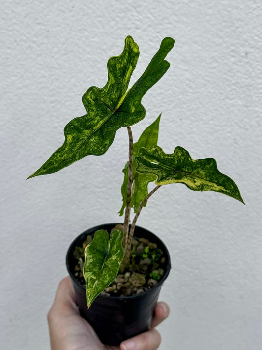 Alocasia Jacklyn Aurea - Pre Order