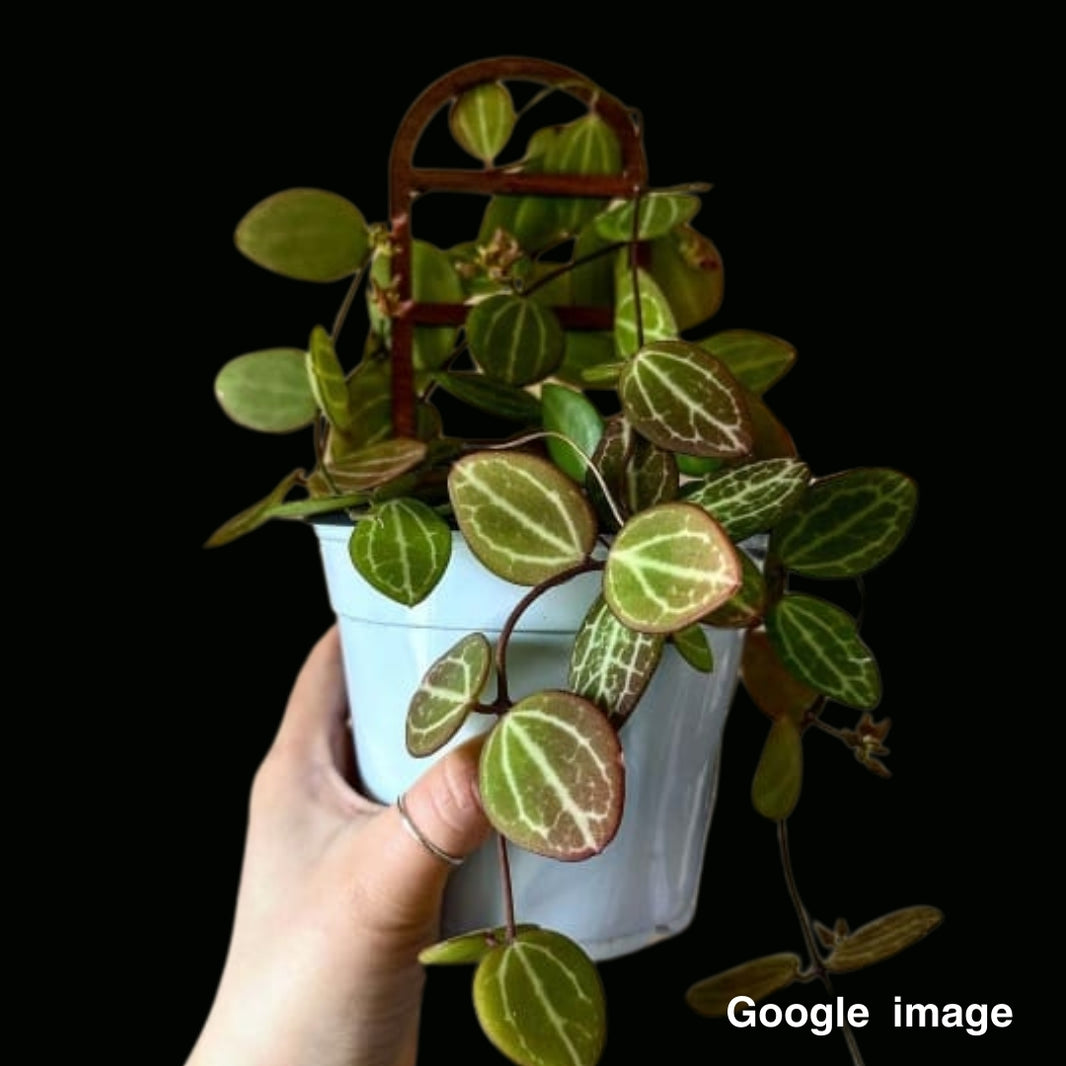 Hoya & Dischidia (Pre-Orders) – Fuzzy Roots