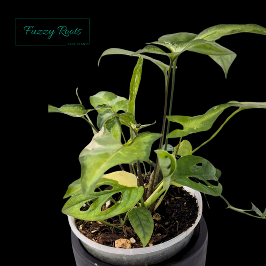 Wild Pot (Syngonium Starlight, Adansonii Var, Amedrium medium var, and 2 Eppipremnum)