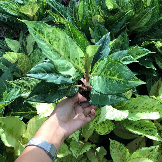 Aglaonema Lucky Army (PRE-ORDER) - JAN080