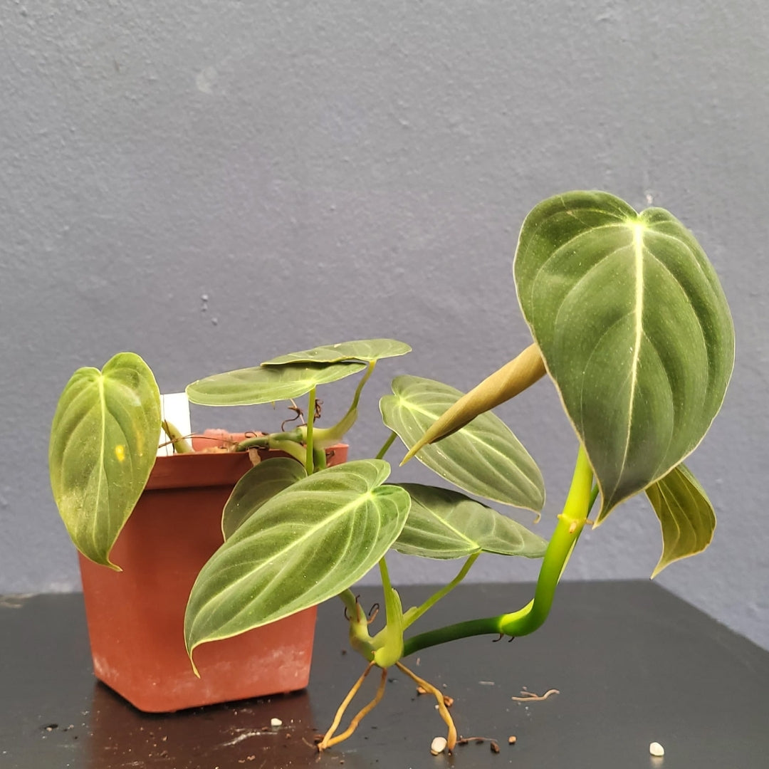 Philodendron Melanochrysum-24593