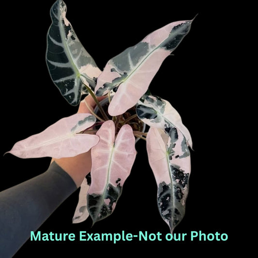 Alocasia Bambino Arrow Pink Var (9cm Pot) - Pre Order JU85