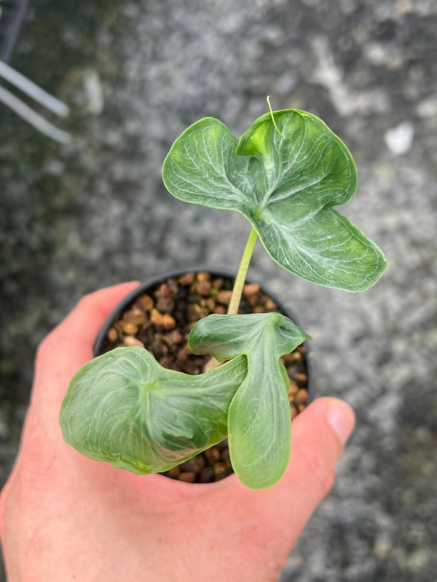 Alocasia Holy Grail - Pre Order