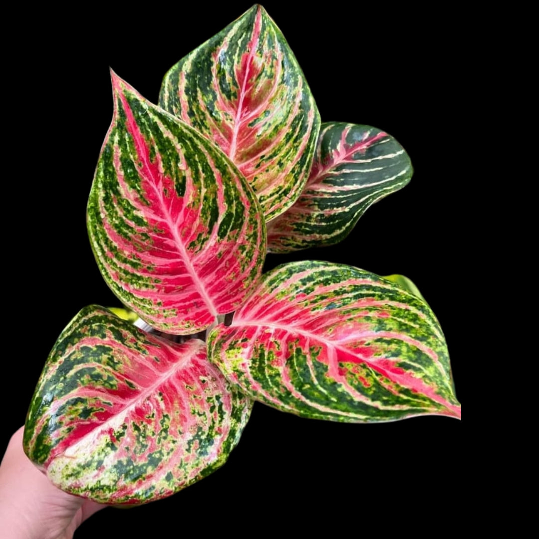 Aglaonema Mahanakorn (PRE-ORDER) - JAN081