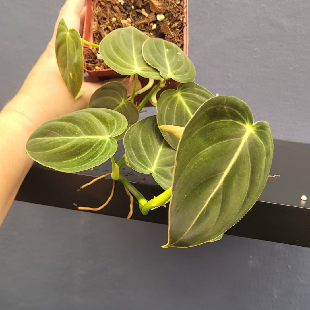 Philodendron Melanochrysum-24593