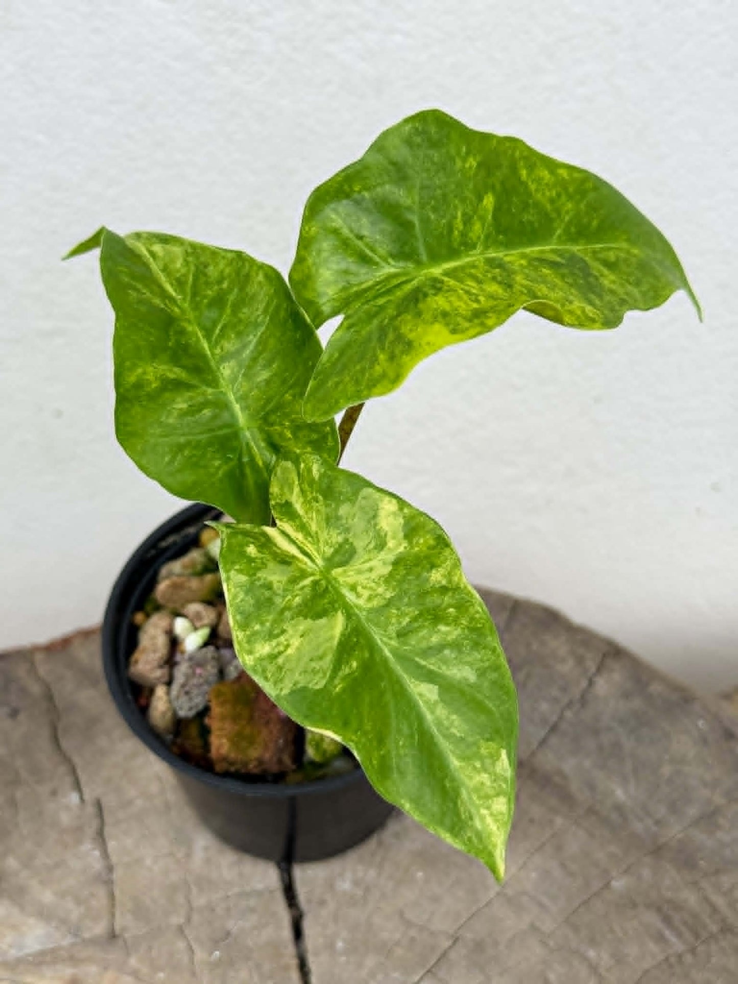 Alocasia Low Rider Aurea - Pre Order