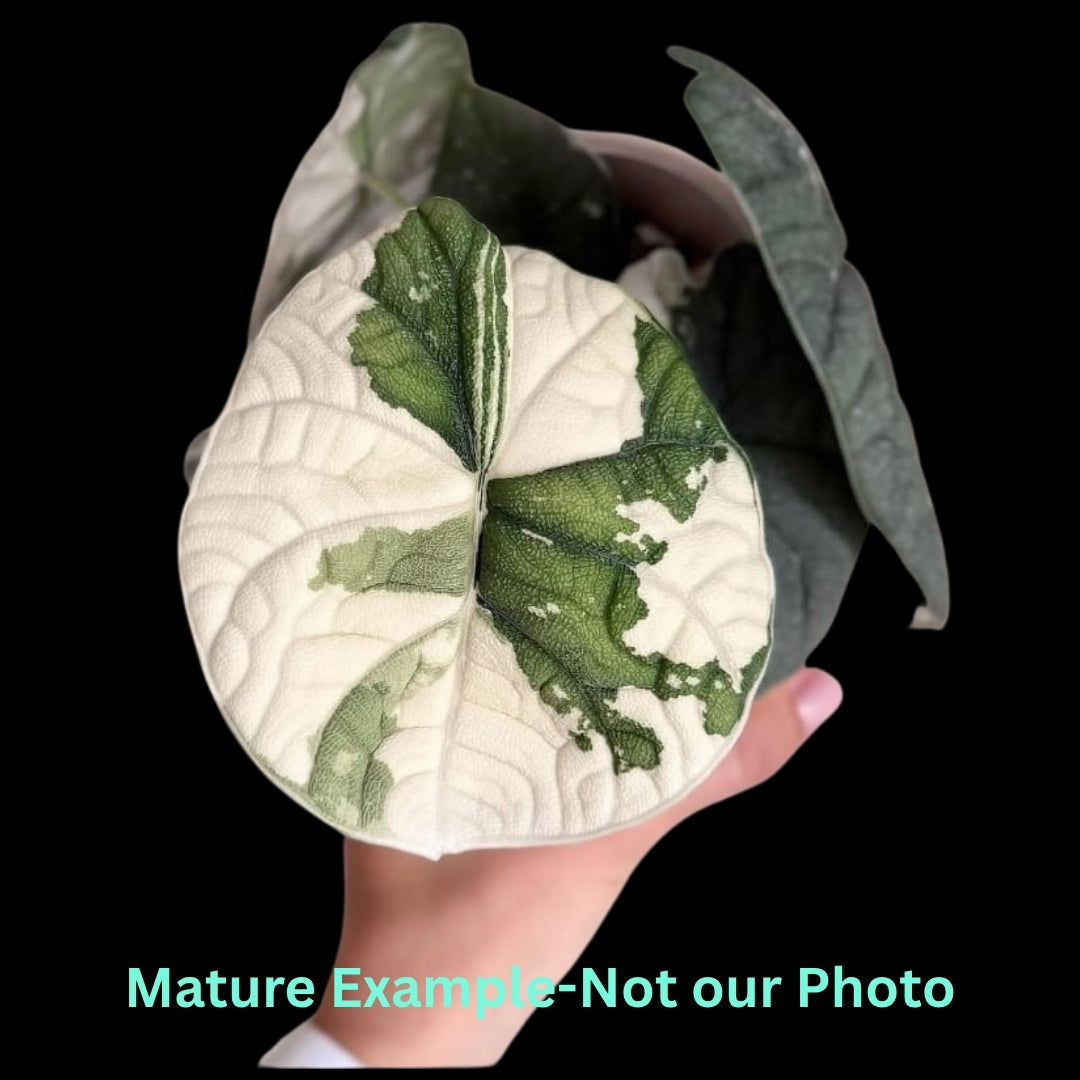 Alocasia Melo Albo (Plug Plant)- Pre Order JU87