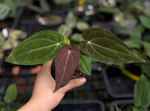 Anthurium RL x Carlablackiae AU #1