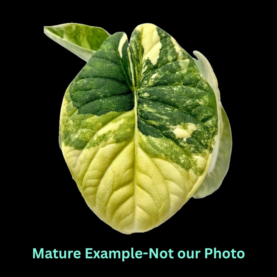 Alocasia Melo Aurea - Pre Order JU86