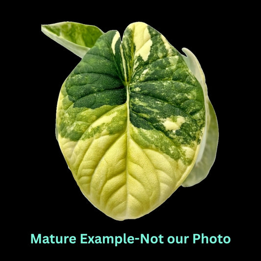 Alocasia Melo Aurea - Pre Order JU86
