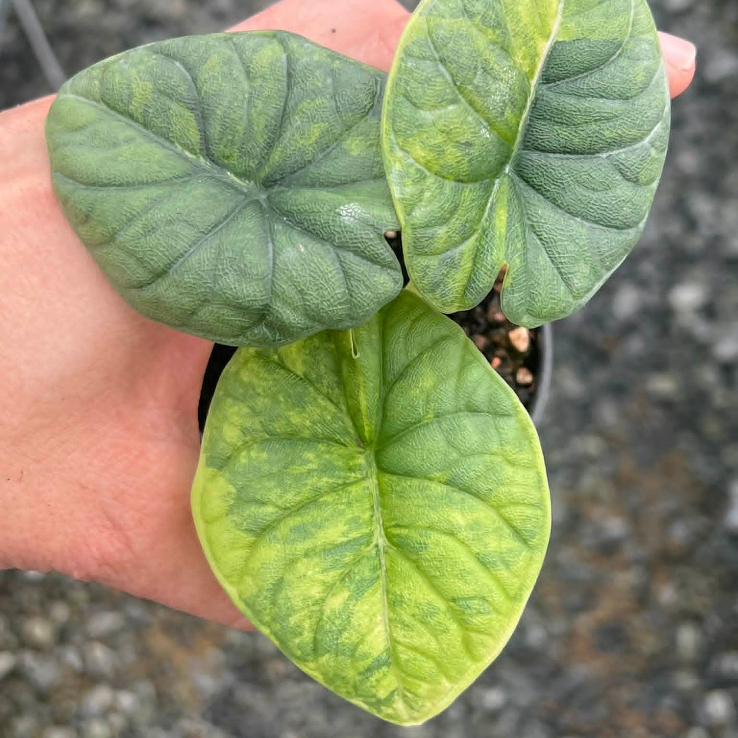 Alocasia Melo Aurea  - Pre Order