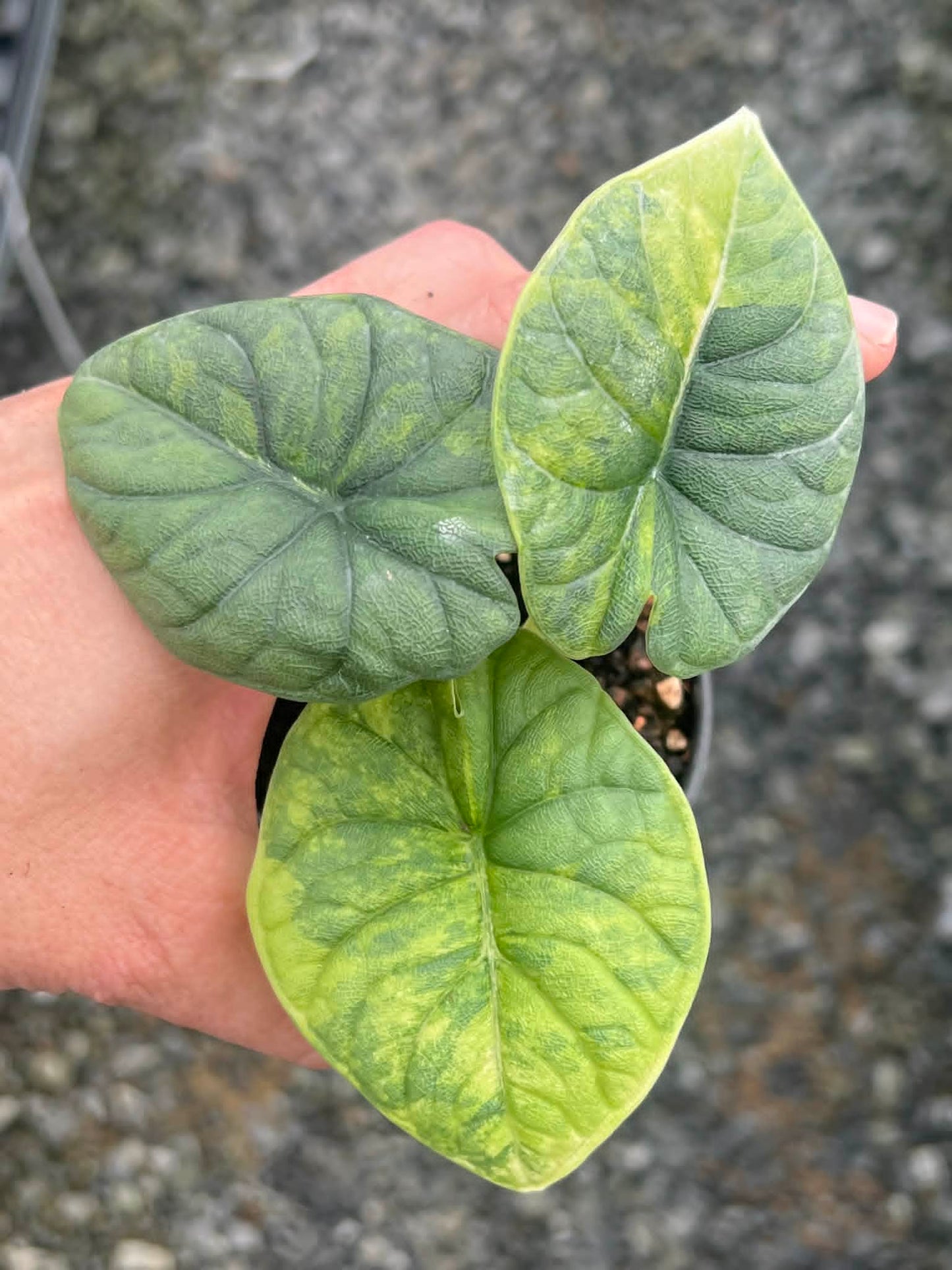Alocasia Melo Aurea  - Pre Order