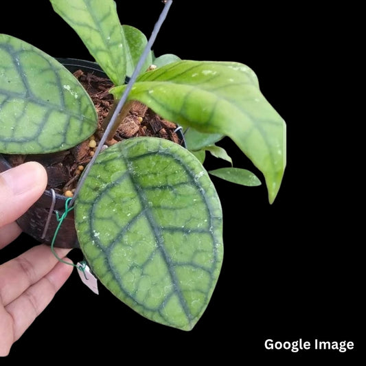 Hoya Callistophylla Lek009 (Large) PRE-ORDER-JULY82