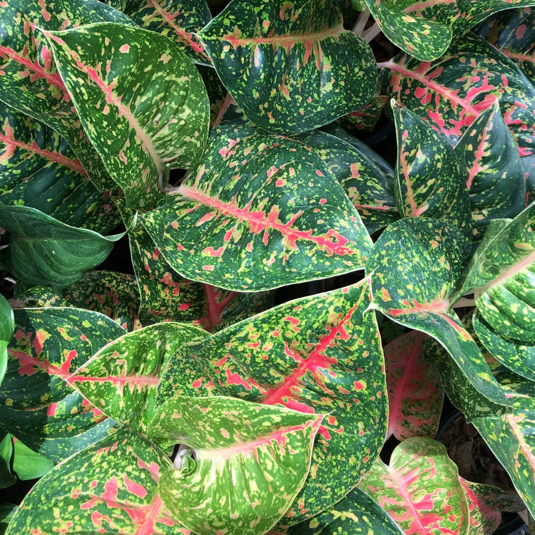 Aglaonema Mahasedtee (Green) (PRE-ORDER) - JAN083