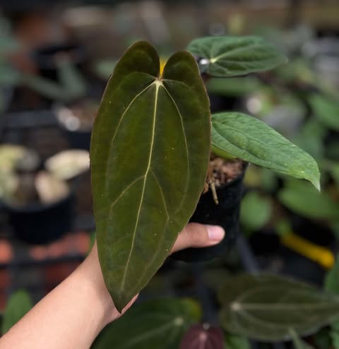 Anthurium RL x Carlablackiae AU #1