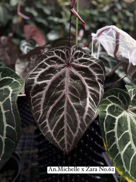 Anthurium (Michelle x Zara No.62) x Purple Crystal